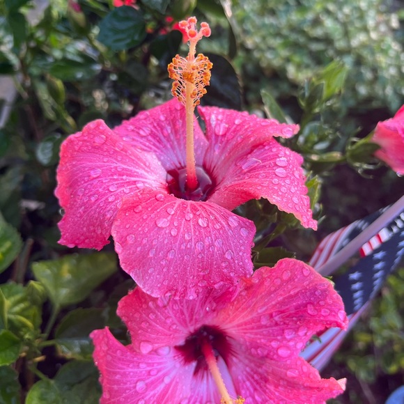 🌸 🌺 - Picture 7 of 16